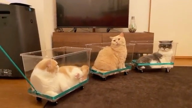 猫　電車