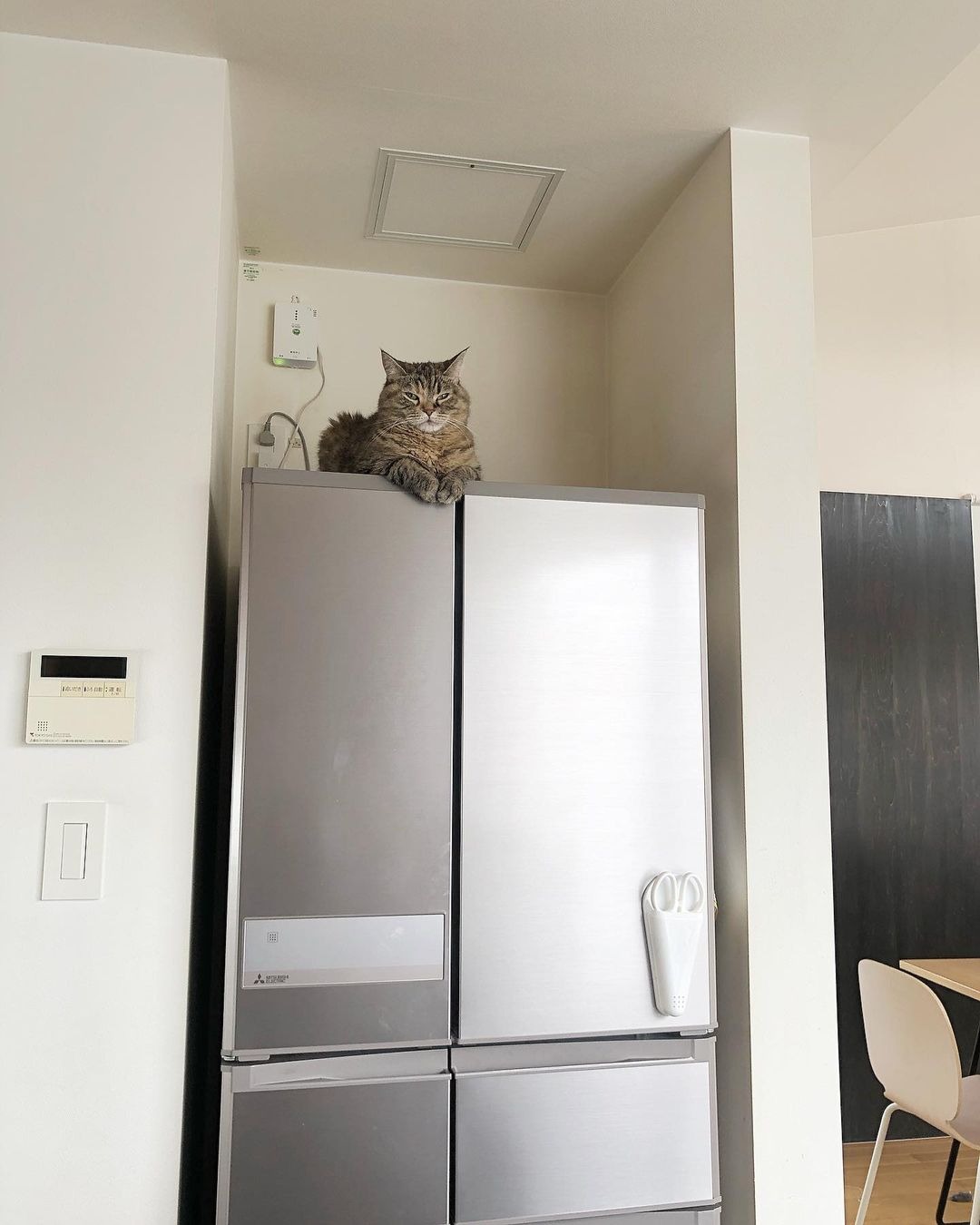 冷蔵庫の上に乗っている猫