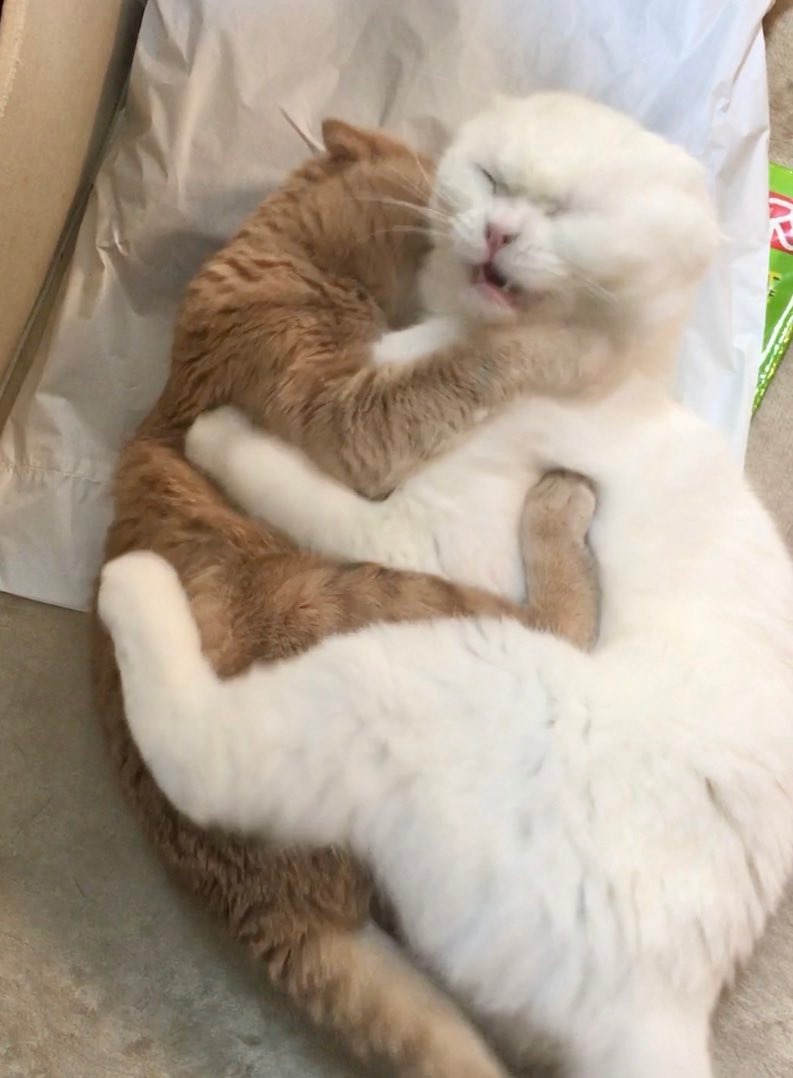 抱き合う猫