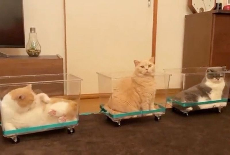 「絶対に乗りたくなっちゃう！」猫さんと一緒に旅ができる“猫電車”が66万回再生！