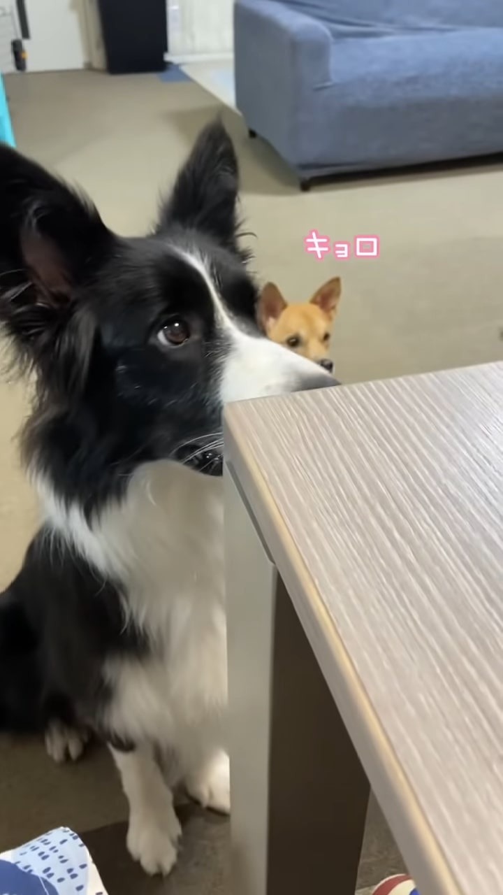テーブルの上を見る犬