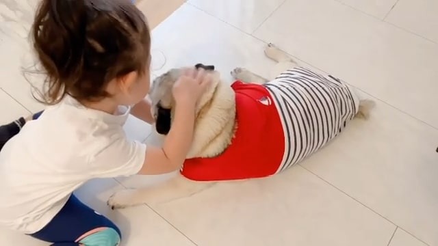 犬を撫でる女の子