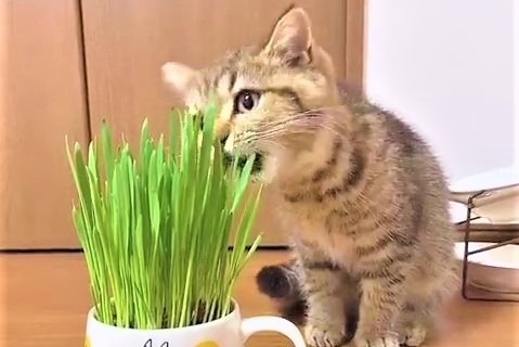 サラダバーにご満悦♡猫草が好きすぎるマンチカンくんに1.1万人がキュン！