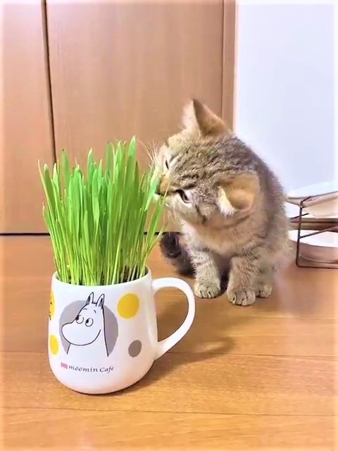 猫　猫草