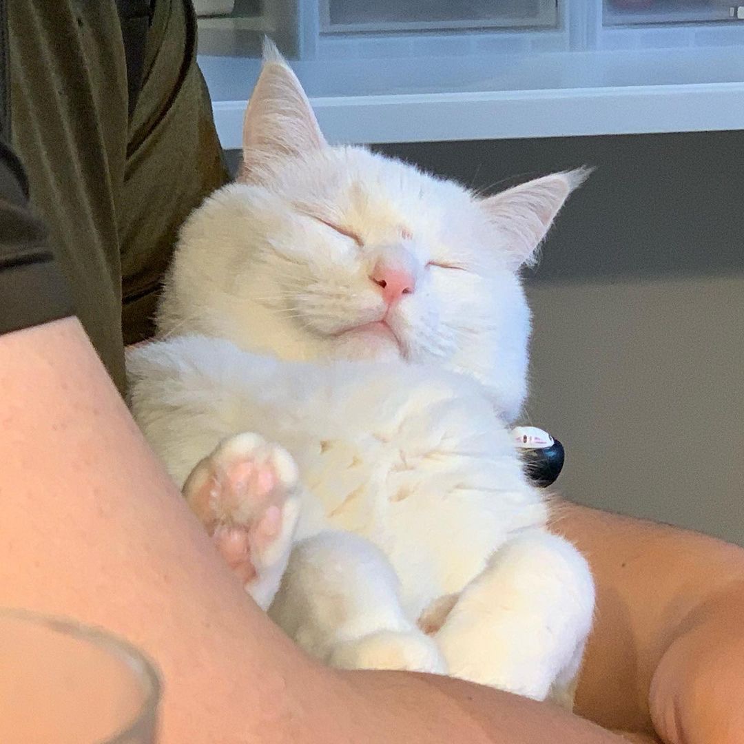 抱っこされて眠る猫