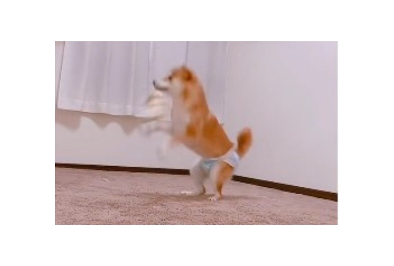 踊る柴犬