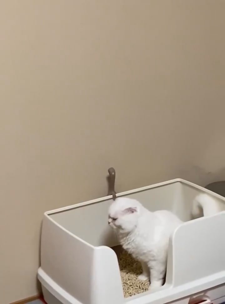 トイレで用を足す猫