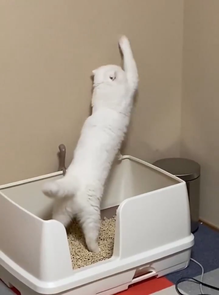 壁を掻く猫