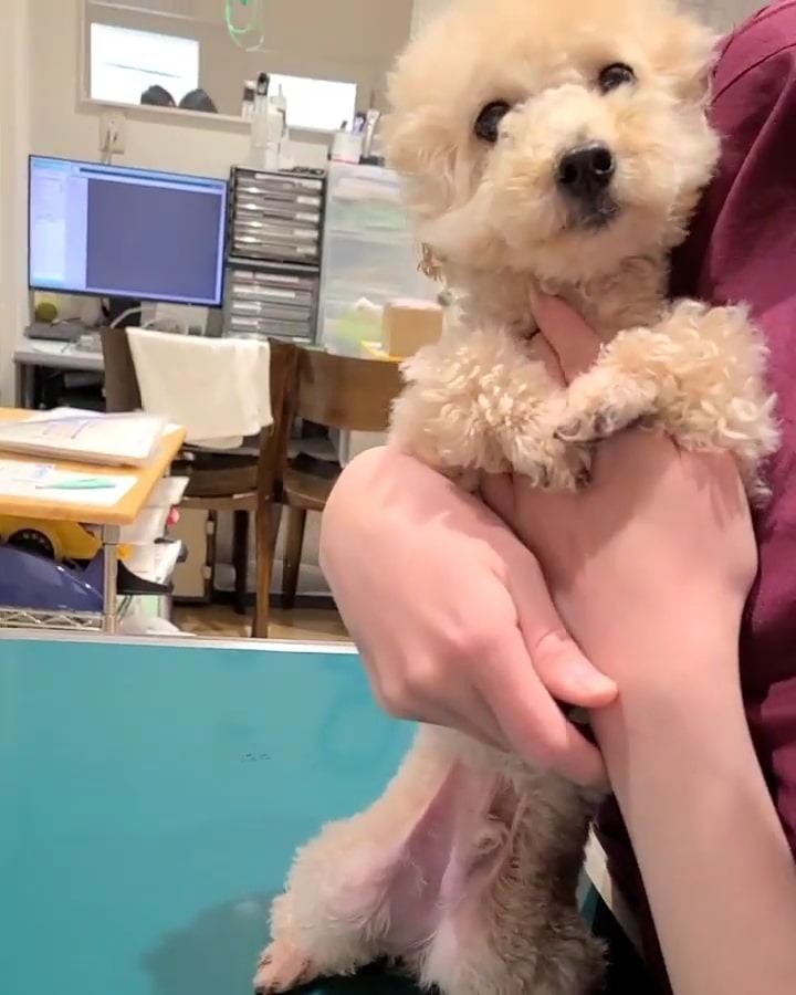 看護師に抱っこされる犬