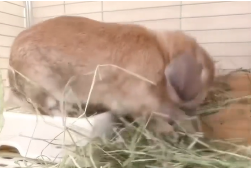 草を引き寄せるウサギ