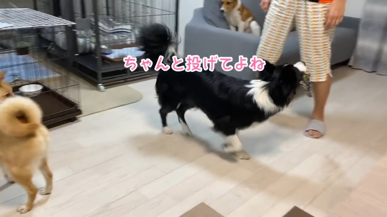 ヒモ遊びする犬