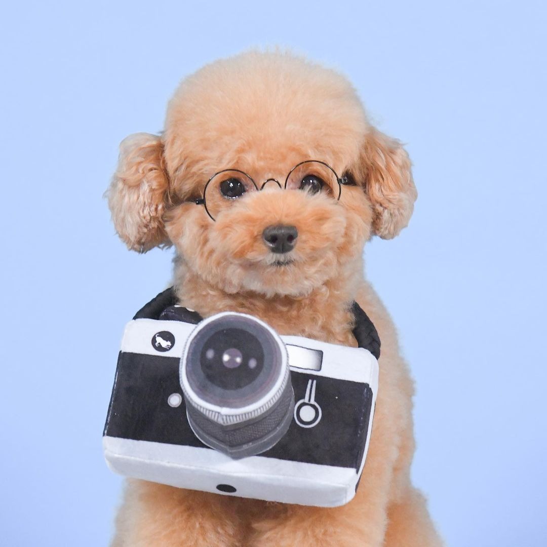 カメラと眼鏡をかけた犬