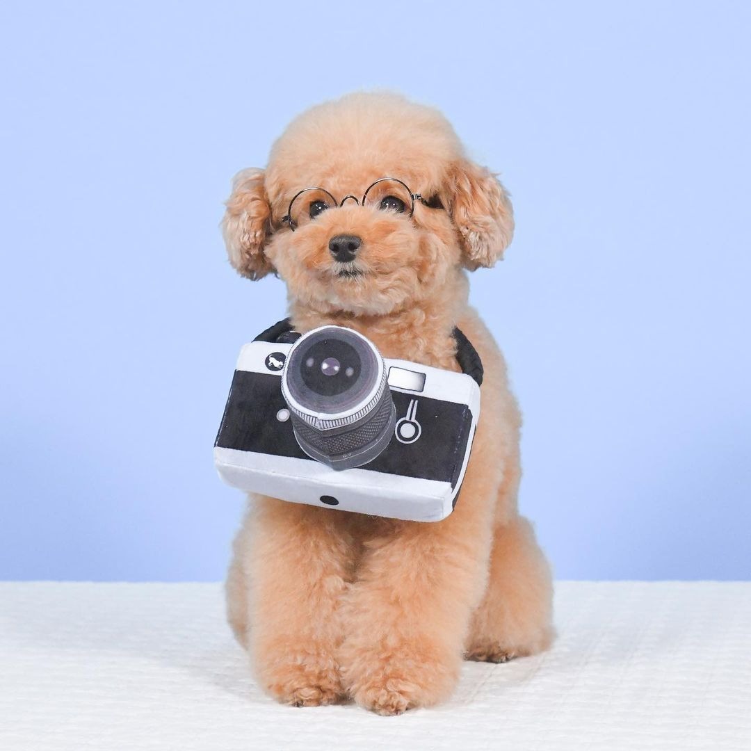 カメラと眼鏡をかけた犬