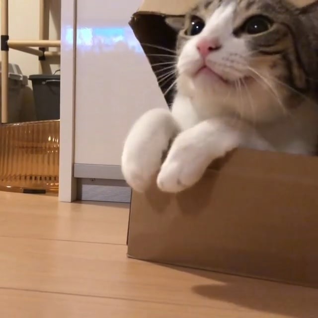箱から顔を出す猫