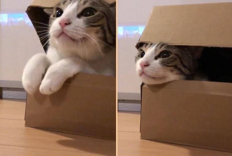 おててをしまってリラックス♪お気に入りの箱を見つけてご機嫌な猫さんがカワイイ♡