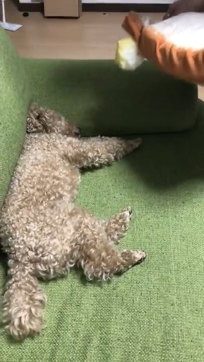 ソファーに寝転ぶ犬