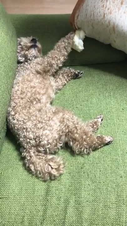 ソファーに寝転ぶ犬