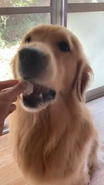 梨を食べる犬