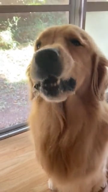 何かを食べている犬