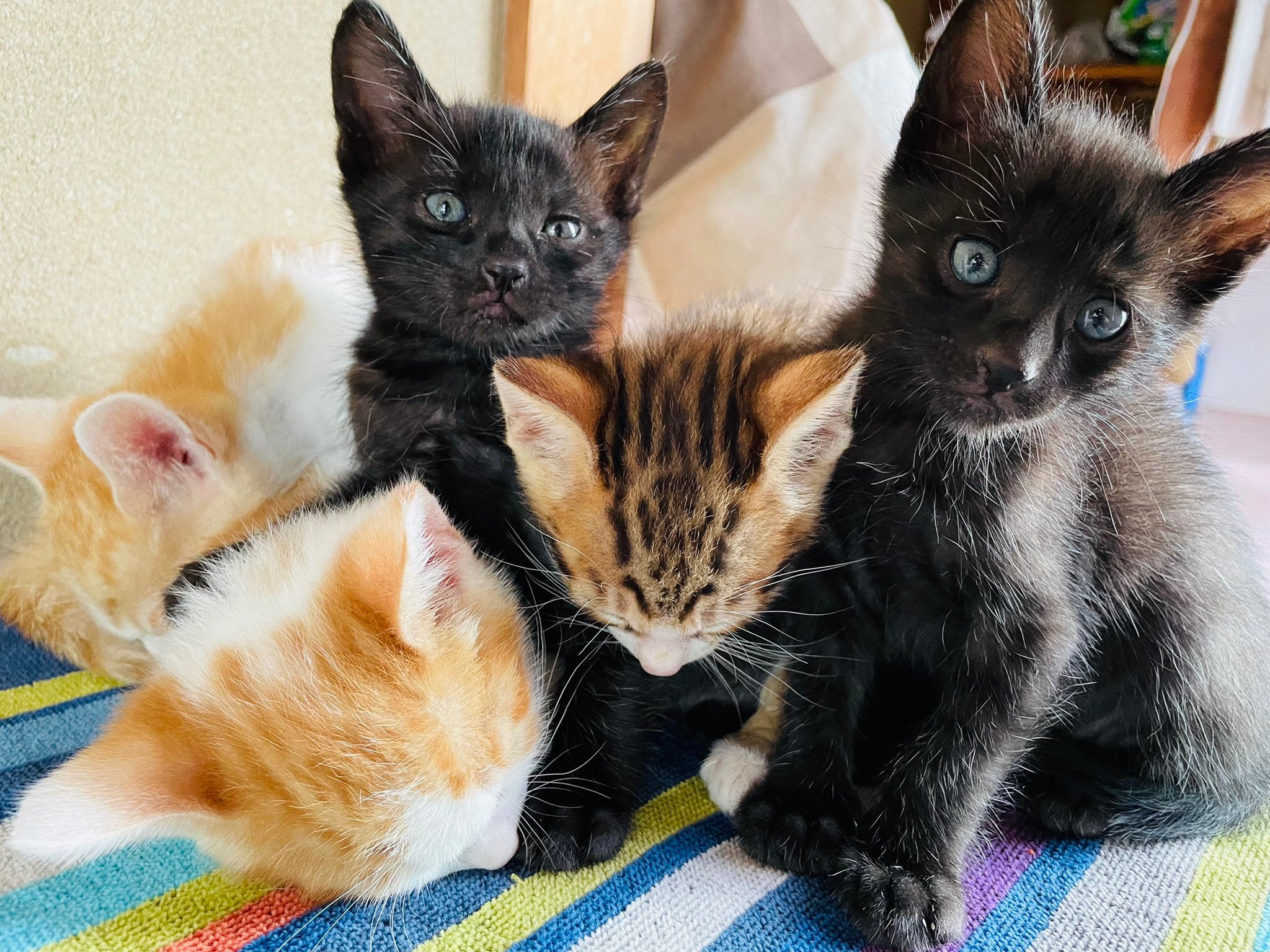五匹の子猫