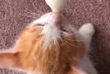 ミルクを飲むとお耳が“ピコピコ”動いちゃう♡34万回再生された子猫ちゃんをご覧あれ！