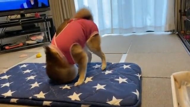 布団に頭をこすり付ける犬