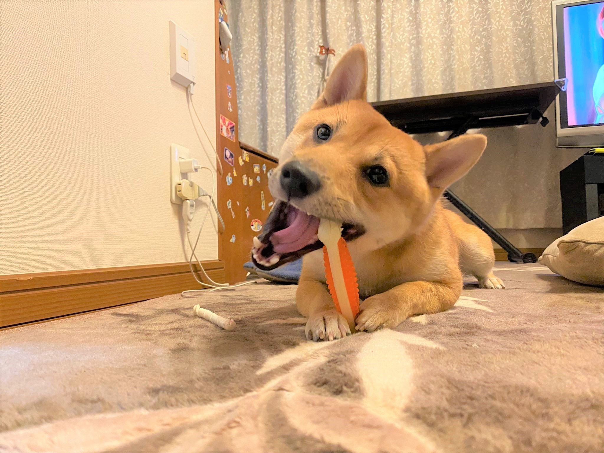 犬　歯磨き