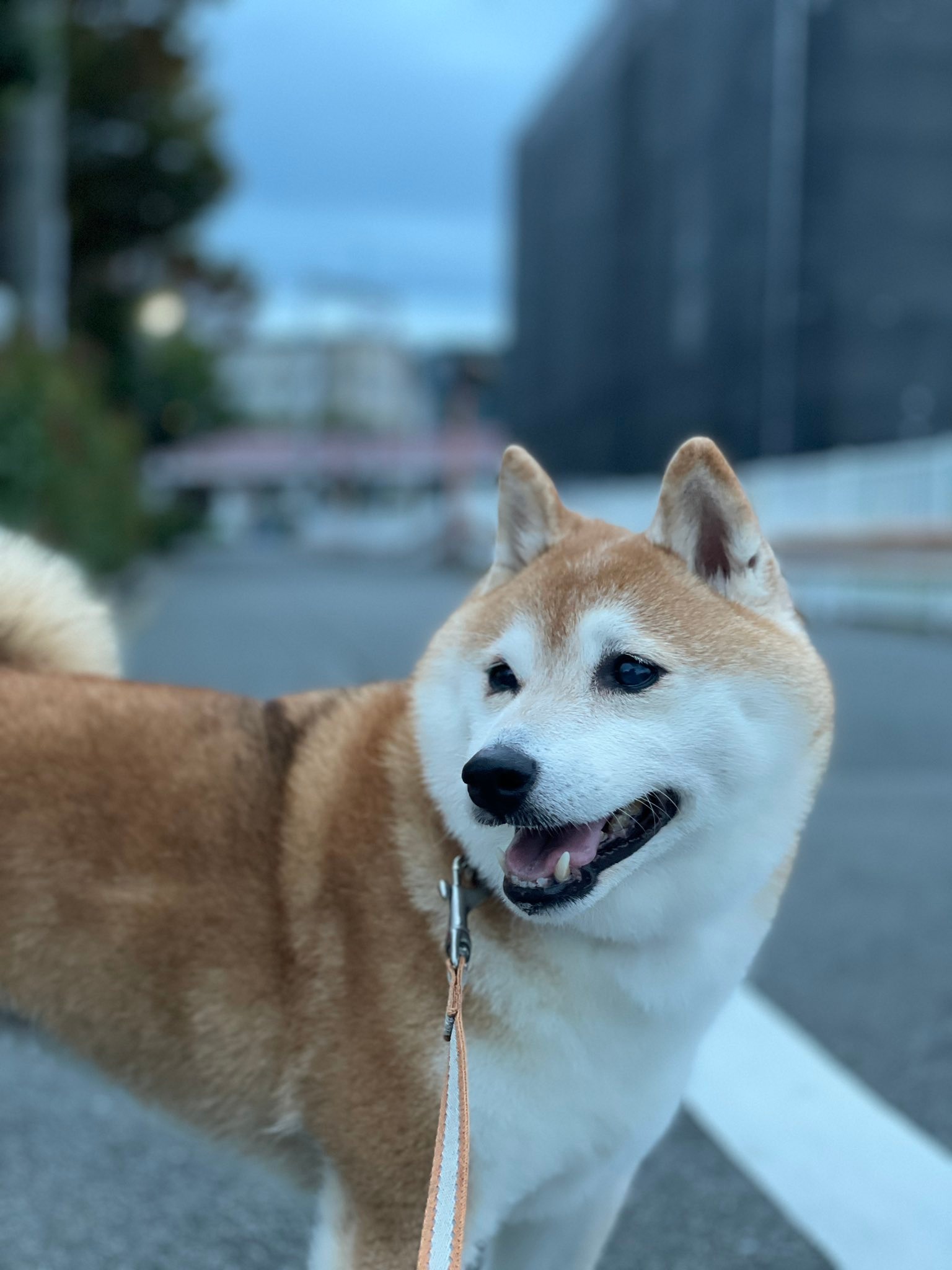 散歩する犬