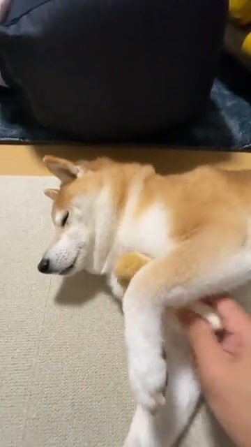 たわしマッサージする犬