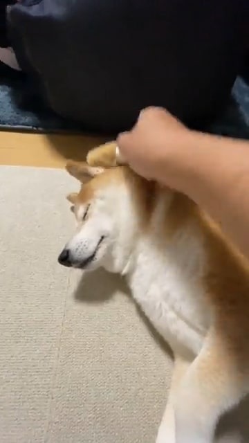 たわしマッサージする犬