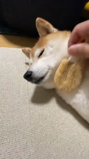 たわしマッサージする犬