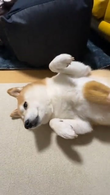 たわしマッサージする犬