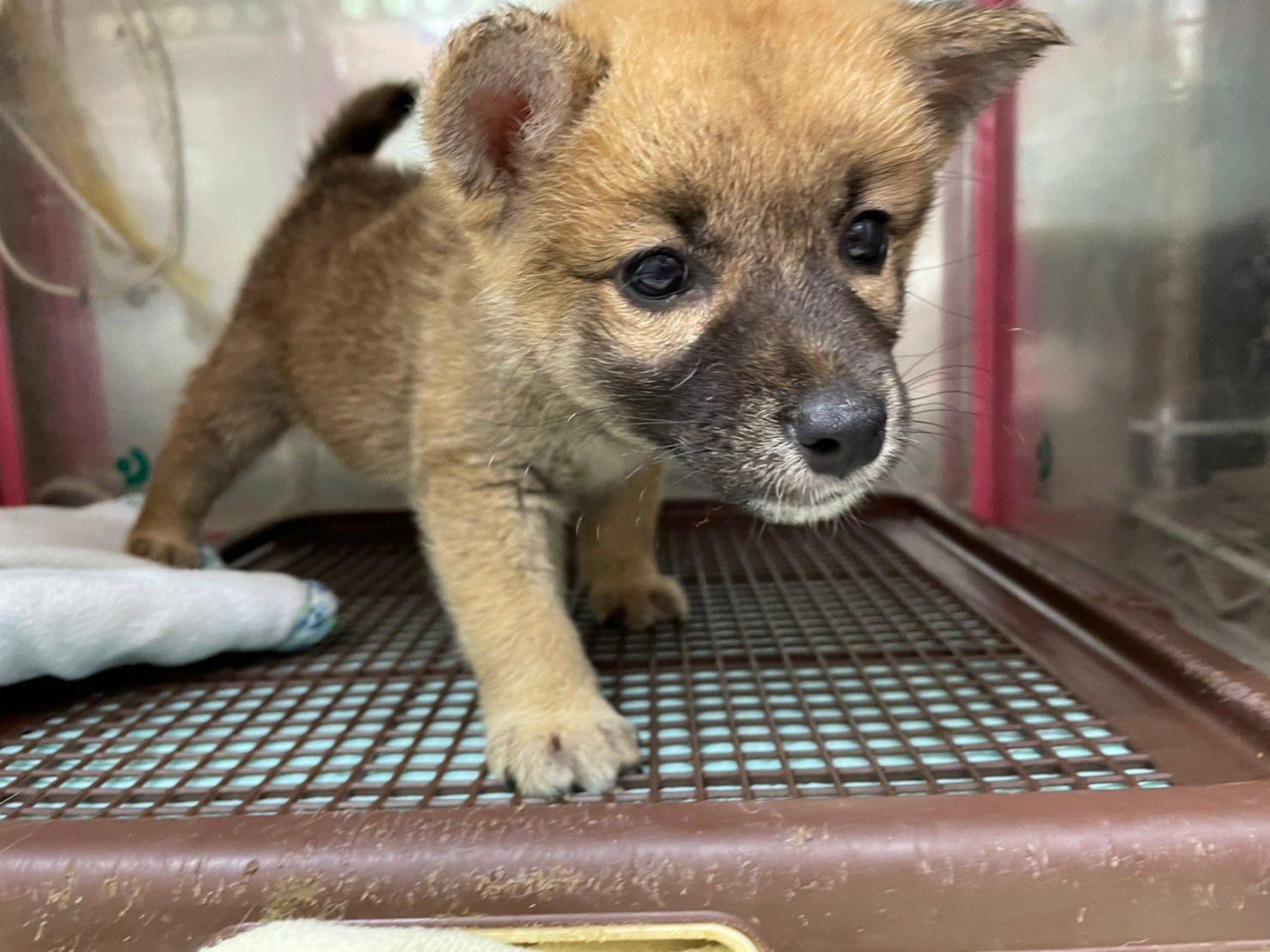 よちよち歩きの子犬