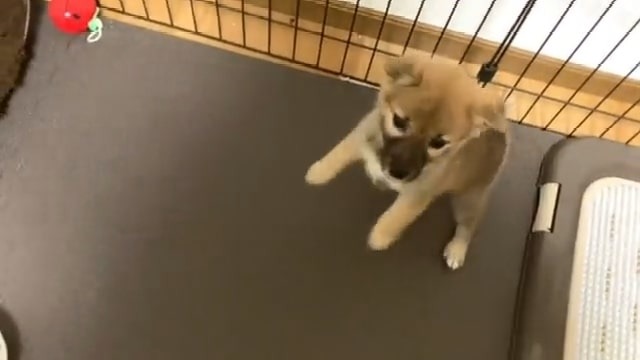 ゲージではしゃぐ子犬