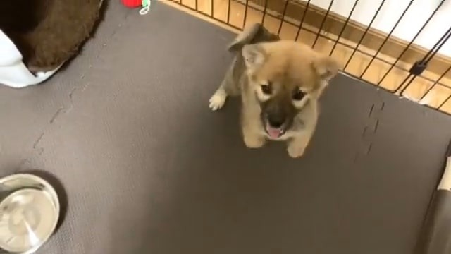 ゲージではしゃぐ子犬