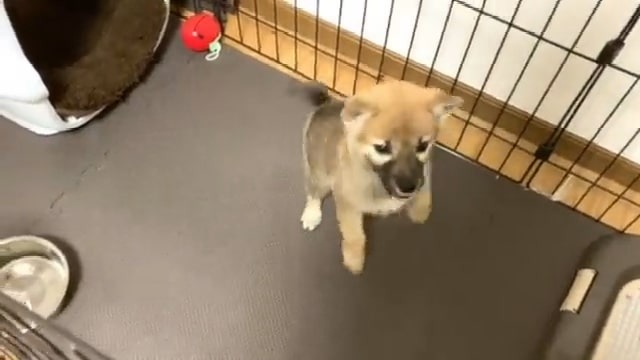 ゲージではしゃぐ子犬