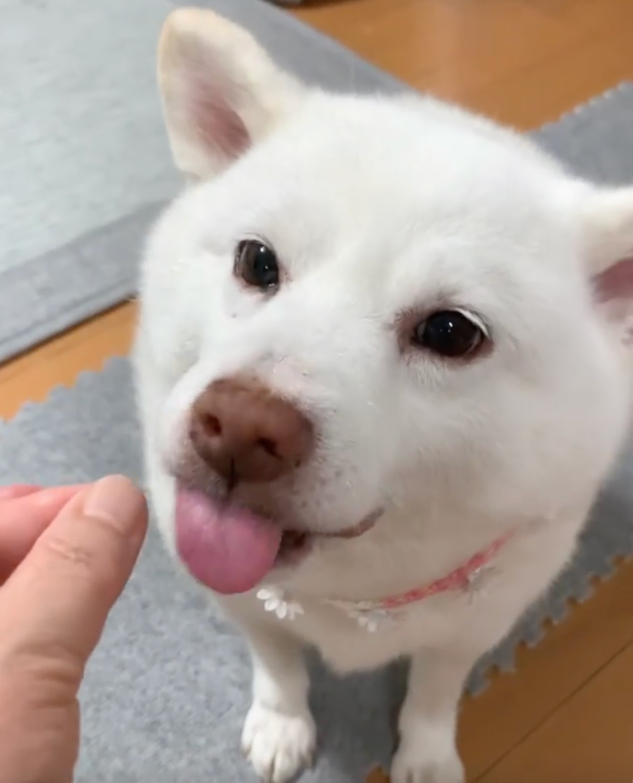 犬　舌