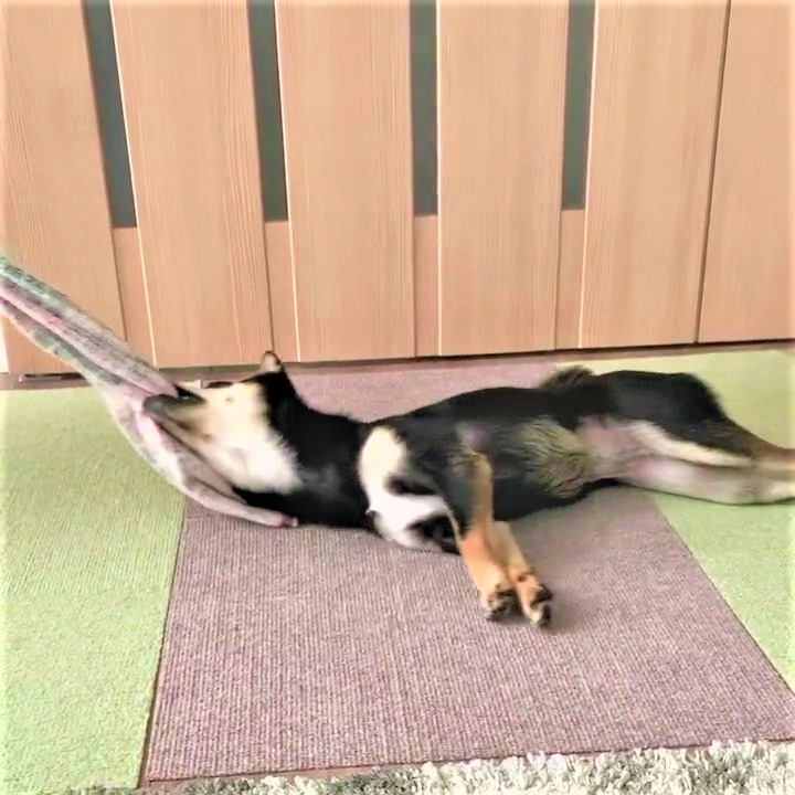 飼い主に引っ張ってもらって床をズルズル…。独特な遊び方を披露する柴犬さんにくぎ付け！