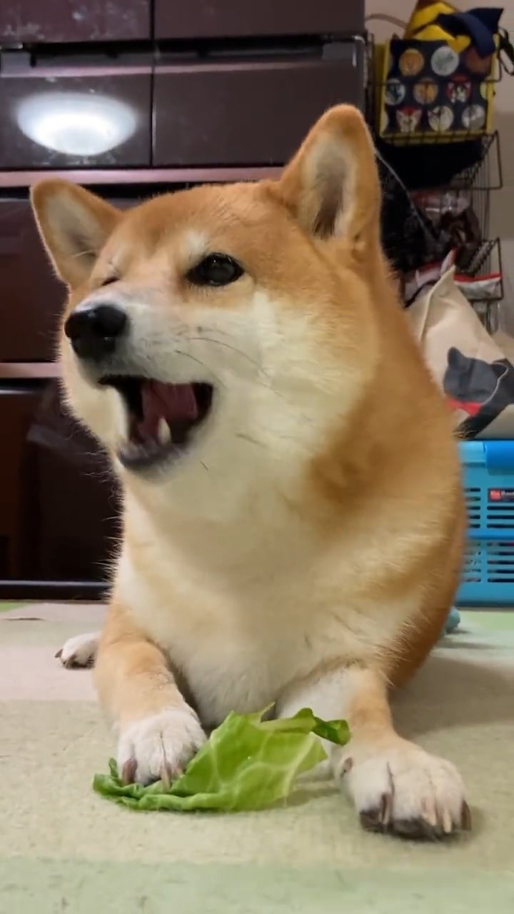 茹でキャベツを食べる犬