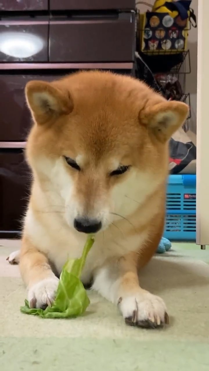 茹でキャベツを食べる犬