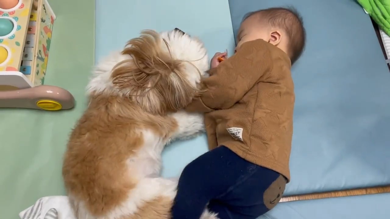じゃれ合う犬と赤ちゃん