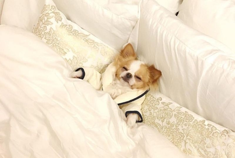 “王子感”がハンパない！巨大なベッドにバスローブ姿で眠るチワワくんが素敵すぎる♪