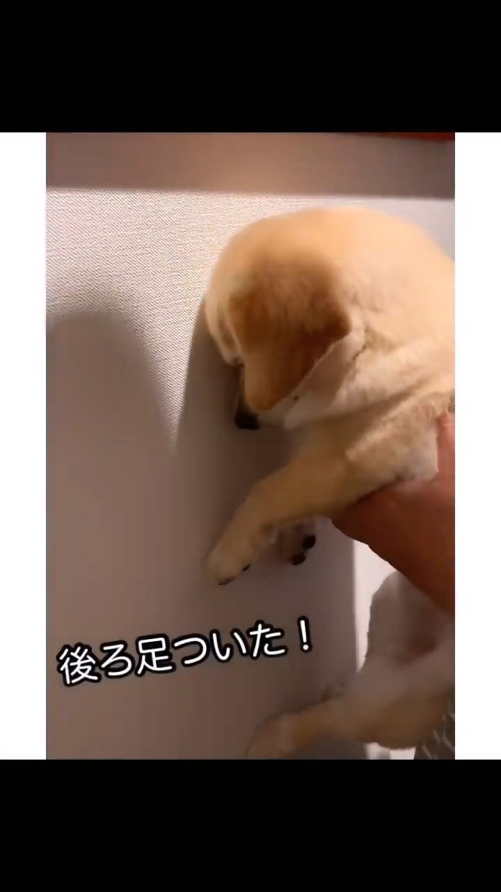 壁に頭を付ける犬