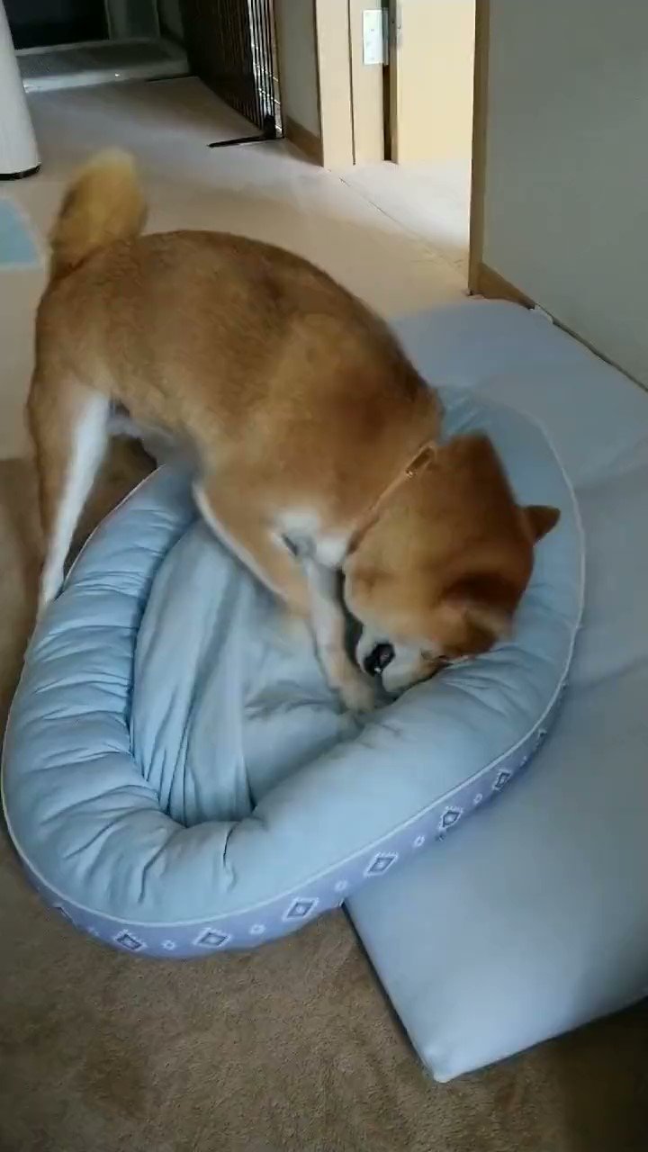 ベッドを真剣に掘る犬