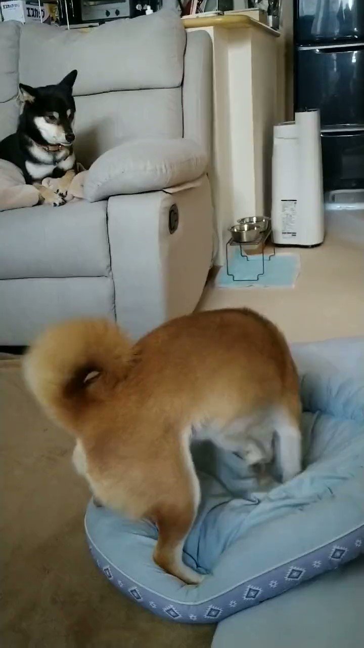 ベッドを掘る犬と見つめる犬