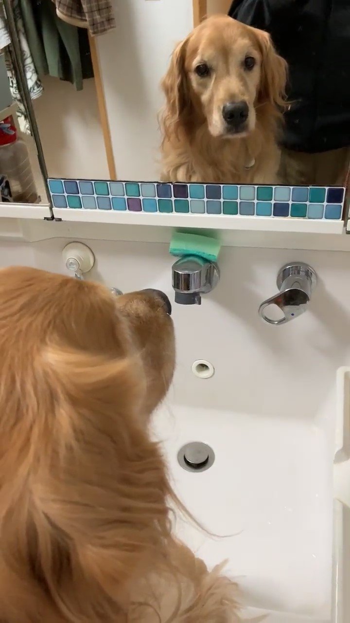 鏡を見つめる犬