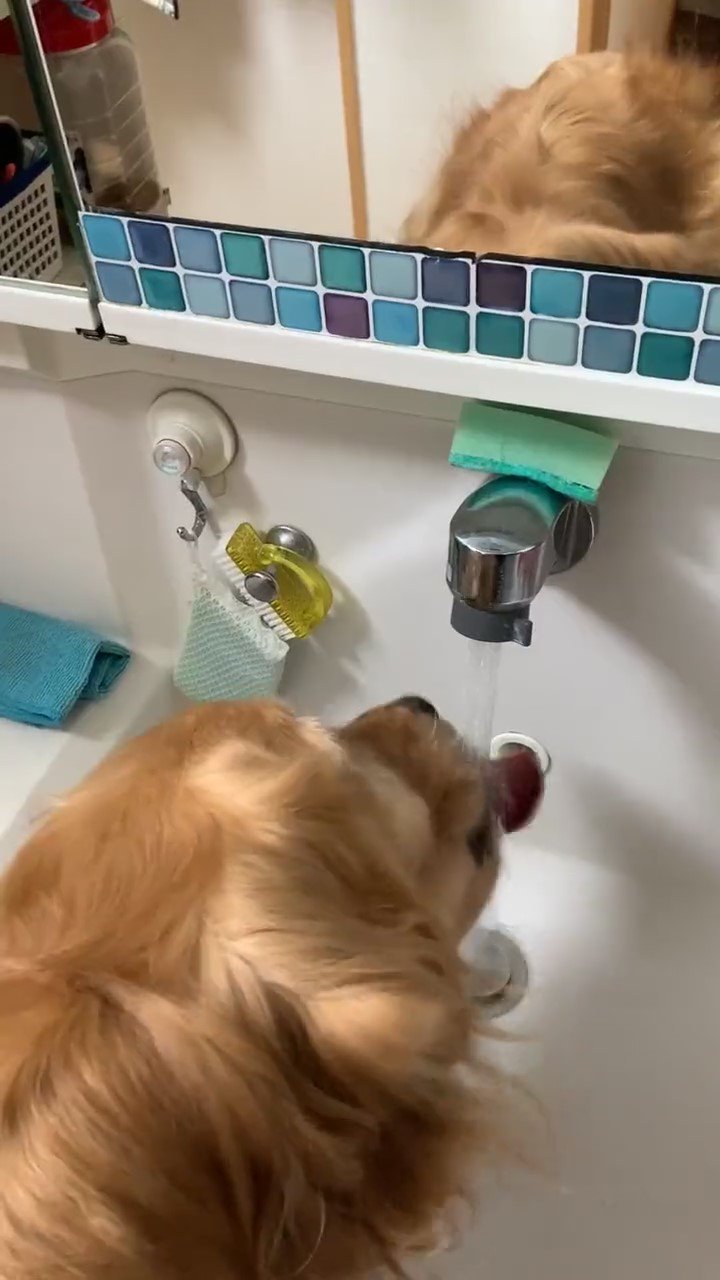 水道から水を飲む犬