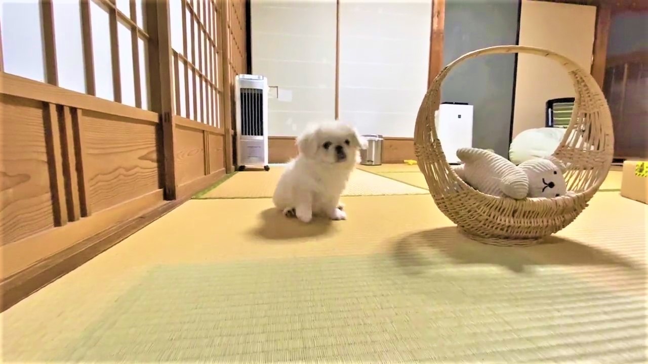 犬　おすわり