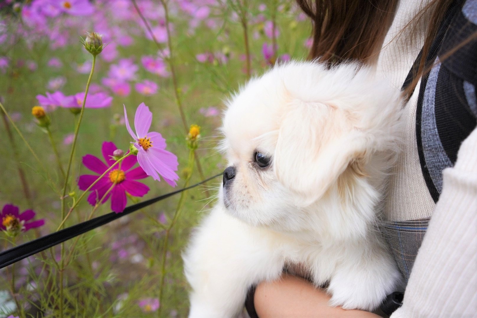 犬　コスモス