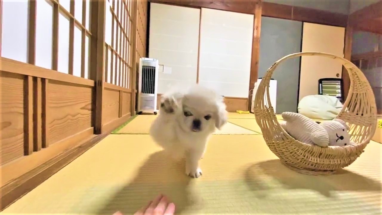 犬　手